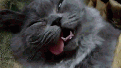 humourpage.gif