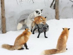 firefox_plugin-thumb-400x300-883.jpg