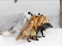 plaginyi-firefox.jpg