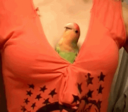 gif-22082013-012.gif
