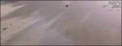gif-22082013-014.gif