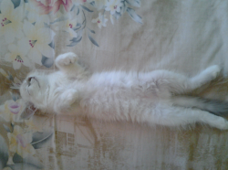 upload_2016-9-26_16-32-30.png