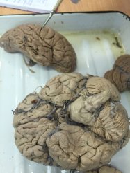 thumb_IMG_3923_1024.jpg