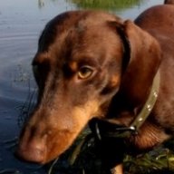 frost