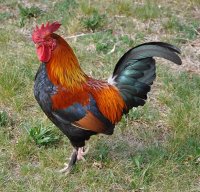 Zivler