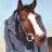 GalantHorse